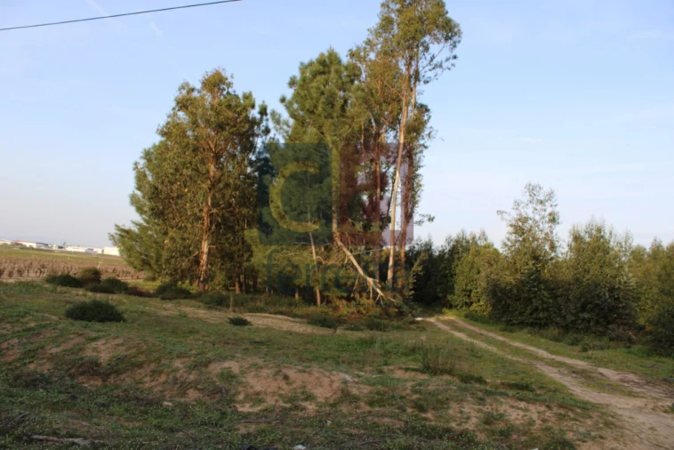 Terreno para Venda em Almeirim Foto 4