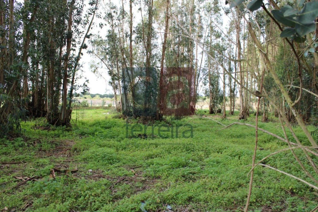 Terreno para Venda em Almeirim Foto 14