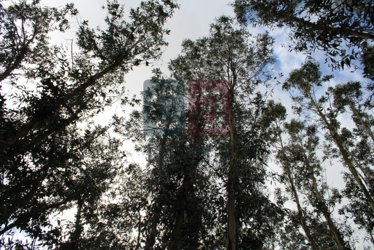 Terreno para Venda em Almeirim Foto 16