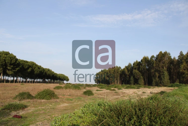 Terreno para Venda em Almeirim Foto 11