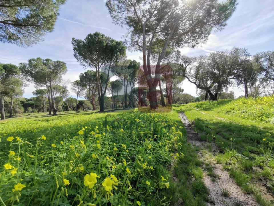 Terreno para Venda em Couço Foto 16