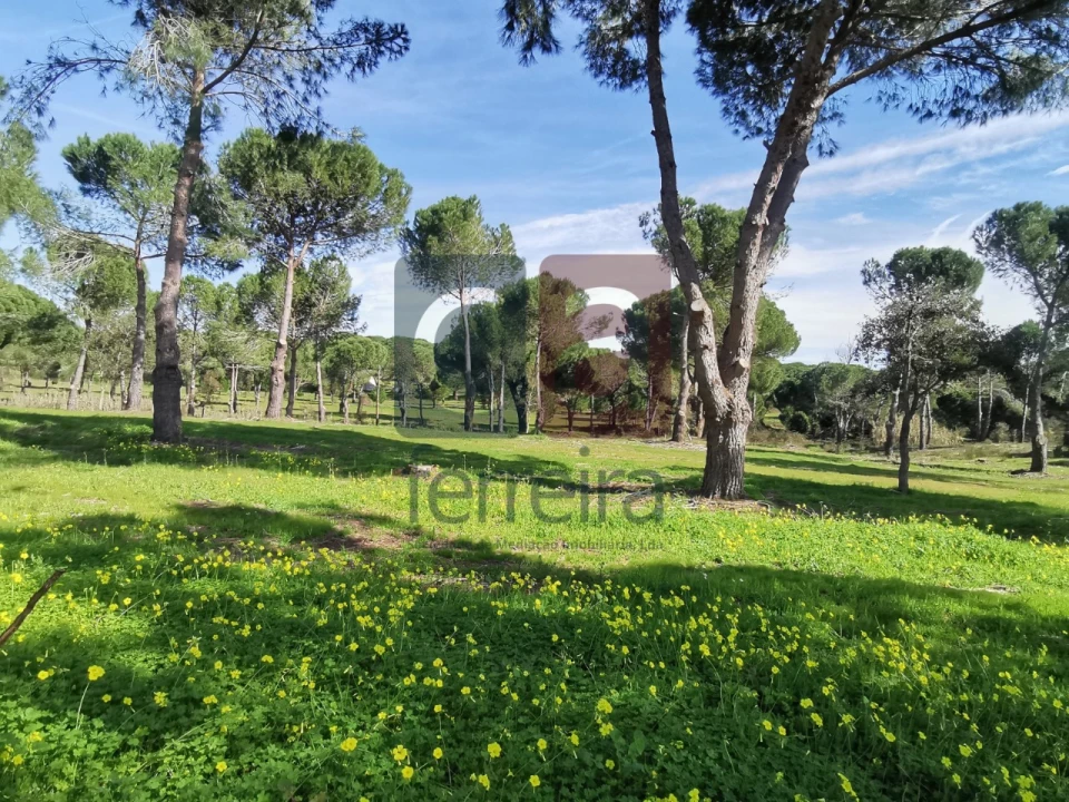 Terreno para Venda em Couço Foto 28