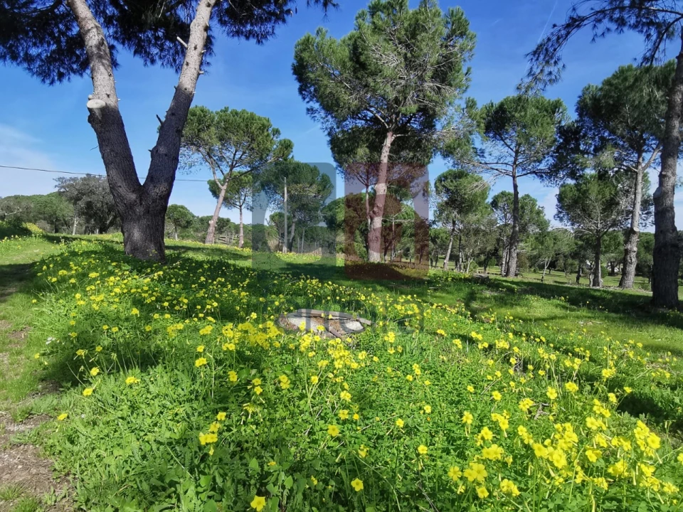 Terreno para Venda em Couço Foto 29