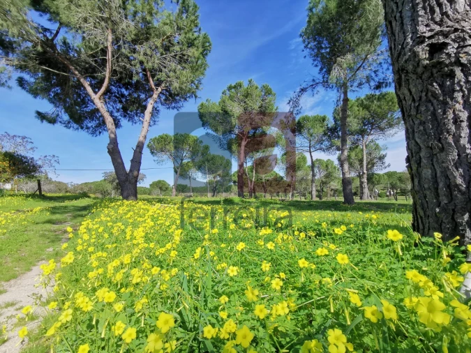 Terreno para Venda em Couço Foto 17