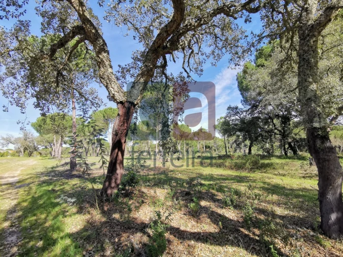 Terreno para Venda em Couço Foto 21
