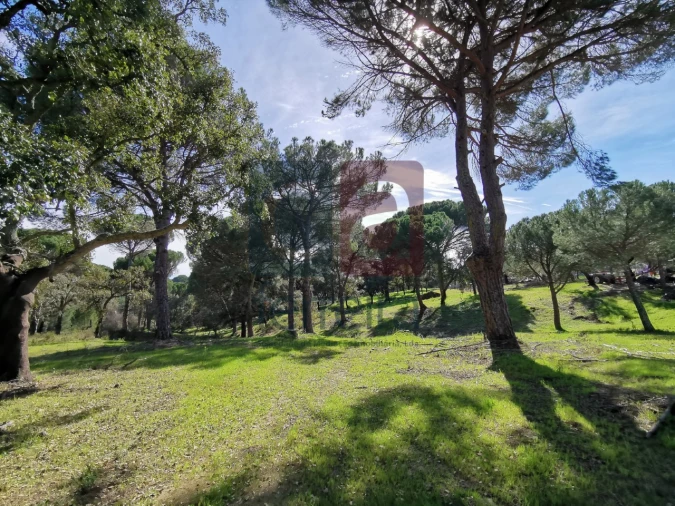 Terreno para Venda em Couço Foto 22