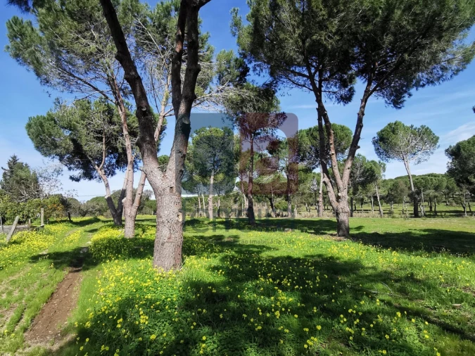 Terreno para Venda em Couço Foto 26