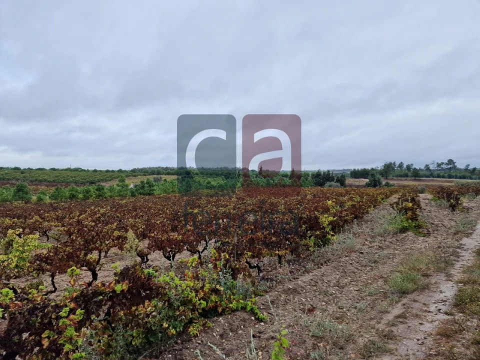 Terreno para Venda em Fazendas de Almeirim Foto 7