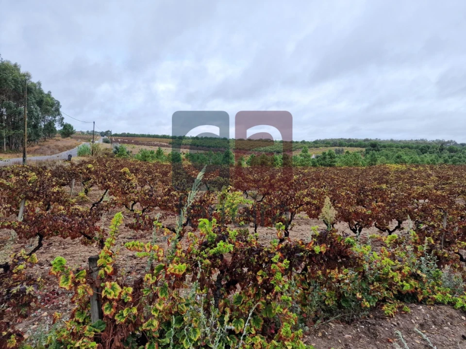Terreno para Venda em Fazendas de Almeirim Foto 8