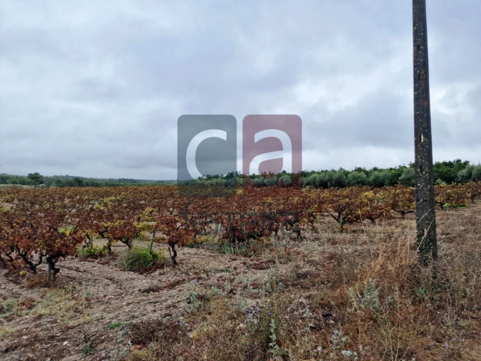 Terreno para Venda em Fazendas de Almeirim Foto 2