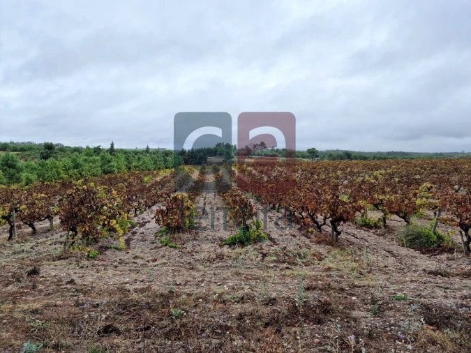Terreno para Venda em Fazendas de Almeirim Foto 3