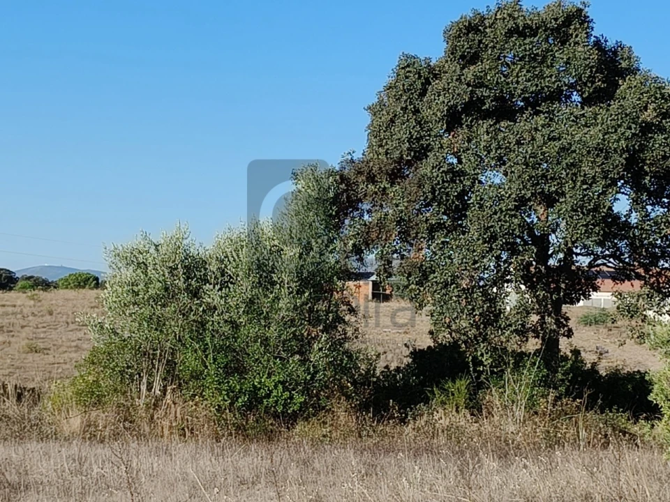 Terreno para Venda em Almoster Foto 5