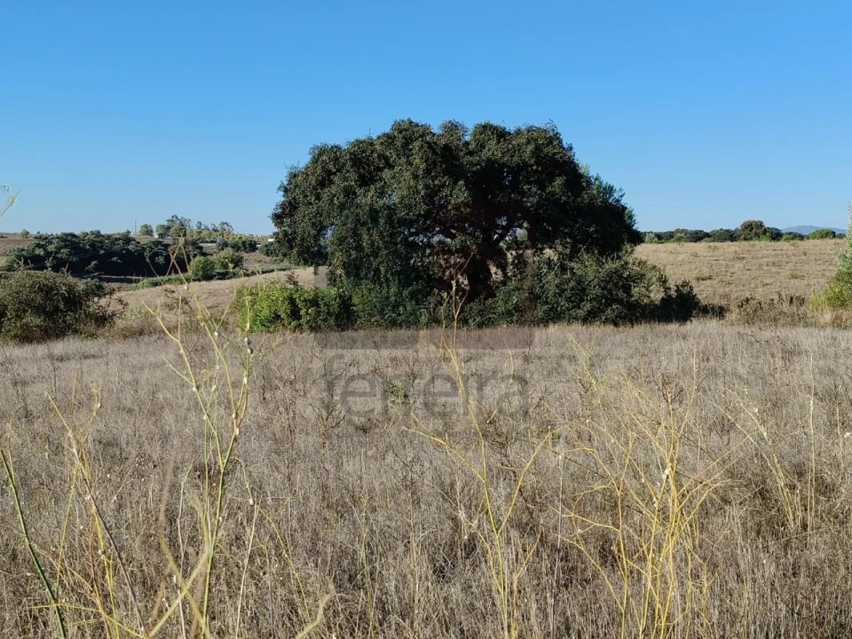 Terreno para Venda em Almoster Foto 6