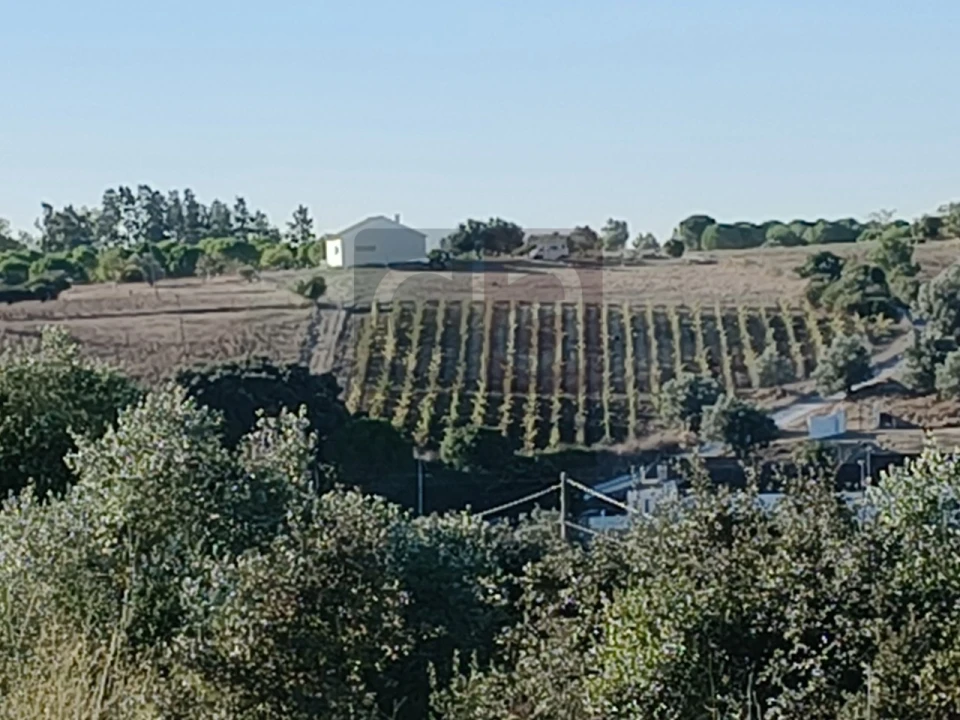 Terreno para Venda em Almoster Foto 14