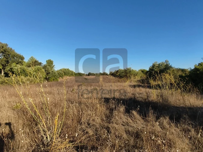 Terreno para Venda em Almoster Foto 3