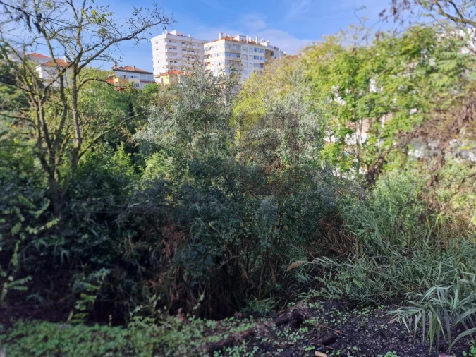 Terreno para Venda em Marvila, Ribeira Santarém, São Salvador, São Nicolau Foto 10