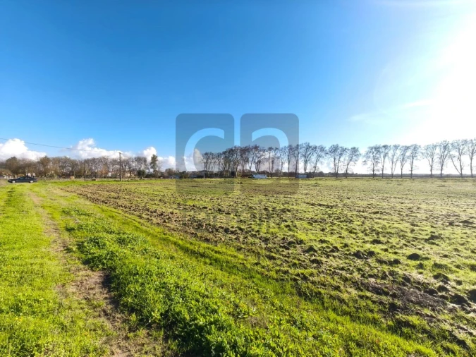 Terreno para Venda em Alpiarça Foto 6