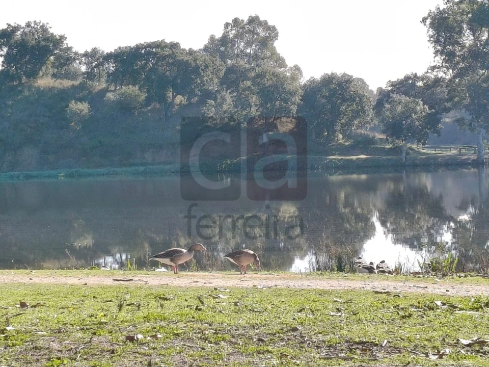 Terreno para Venda em Alpiarça Foto 18