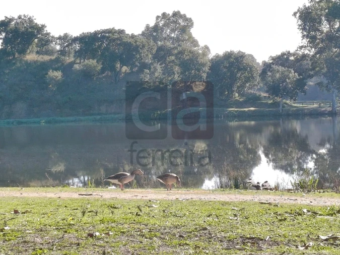 Terreno para Venda em Alpiarça Foto 18