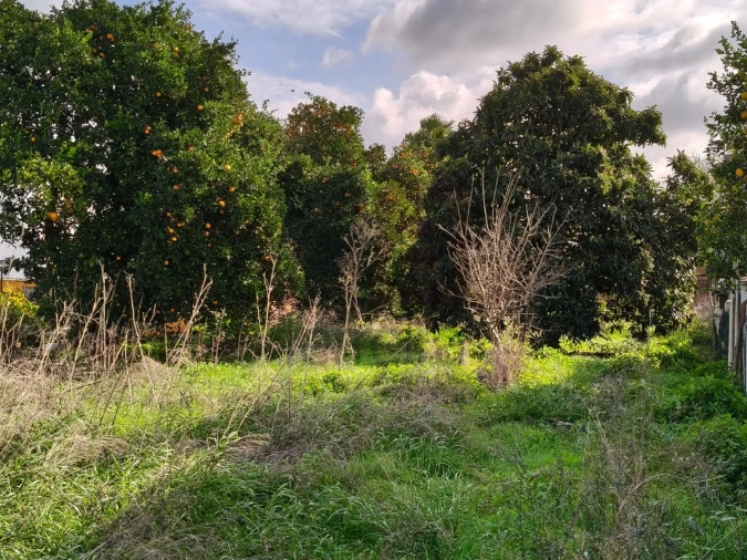 Terreno para Venda em Almeirim Foto 6