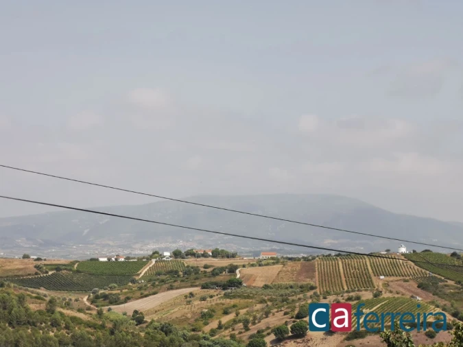 Terreno para Venda em Ribafria e Pereiro de Palhacana Foto 6