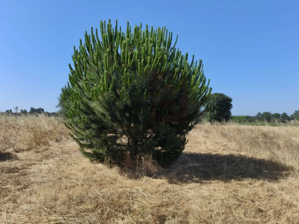 Terreno para Venda em Alpiarça Foto 2