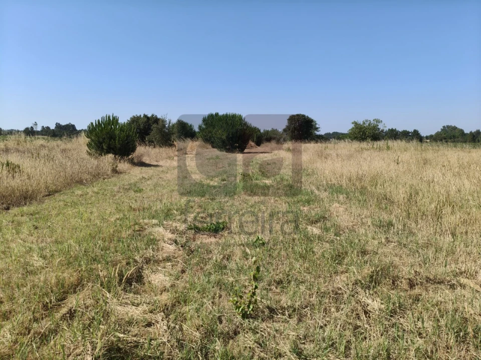 Terreno para Venda em Alpiarça Foto 3