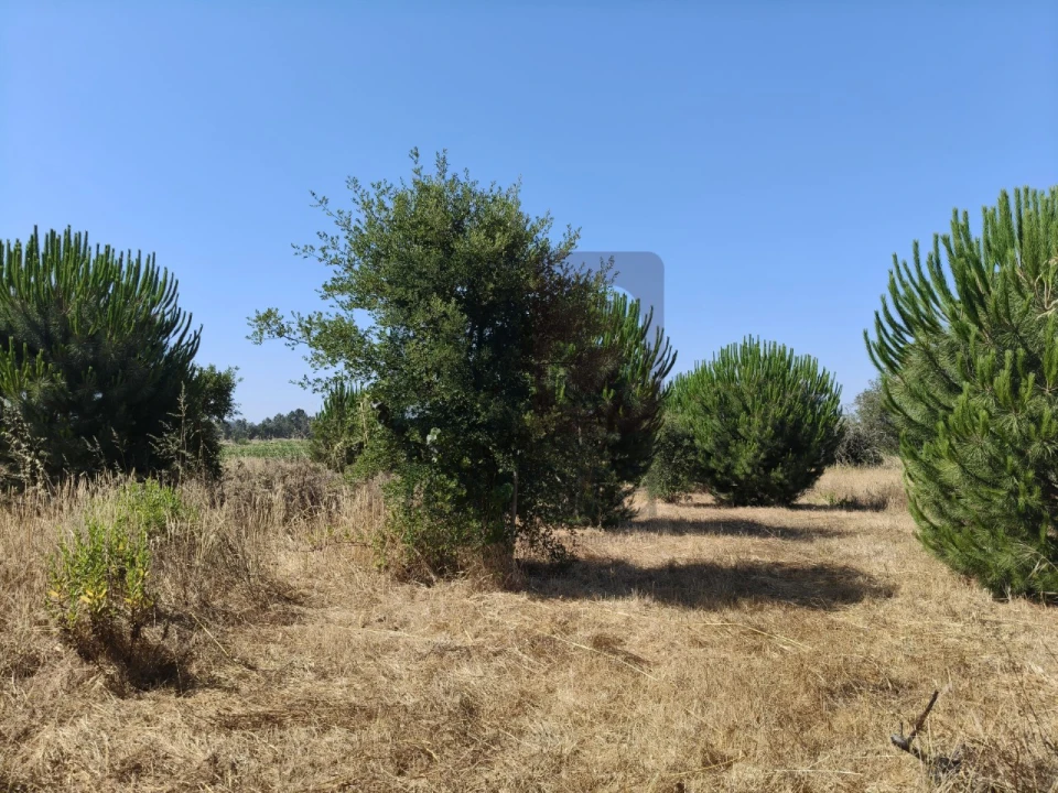 Terreno para Venda em Alpiarça Foto 4