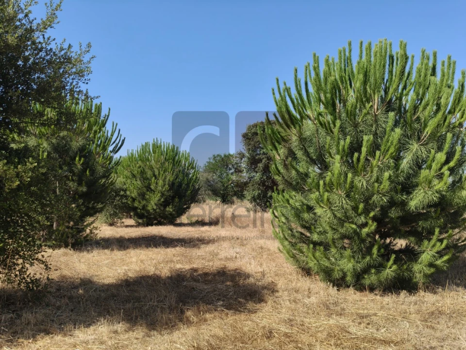 Terreno para Venda em Alpiarça Foto 6