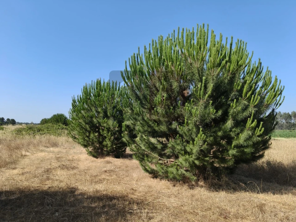 Terreno para Venda em Alpiarça Foto 10