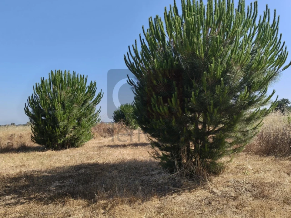 Terreno para Venda em Alpiarça Foto 16