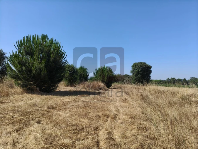 Terreno para Venda em Alpiarça Foto 1