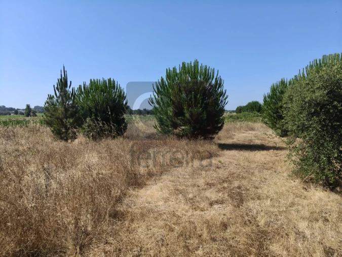 Terreno para Venda em Alpiarça Foto 9