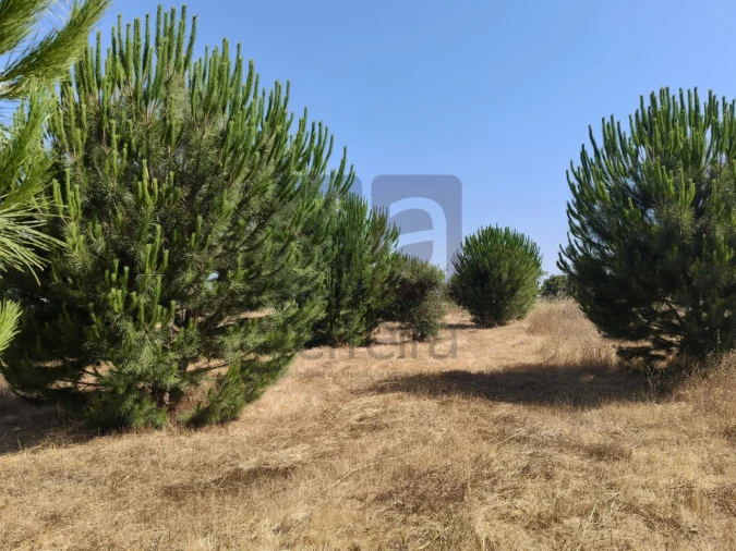 Terreno para Venda em Alpiarça Foto 14