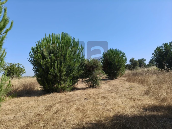 Terreno para Venda em Alpiarça Foto 15