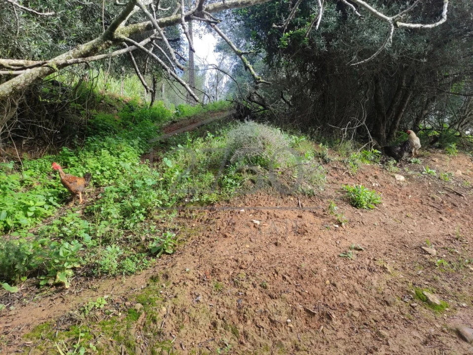 Terreno para Venda em Cascais e Estoril Foto 13