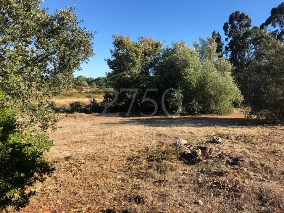 Terreno para Venda em Almoster Foto 14