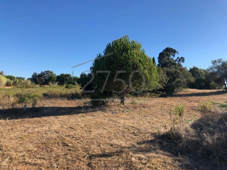 Terreno para Venda em Almoster Foto 15