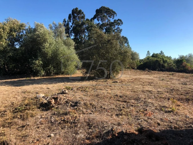 Terreno para Venda em Almoster Foto 13