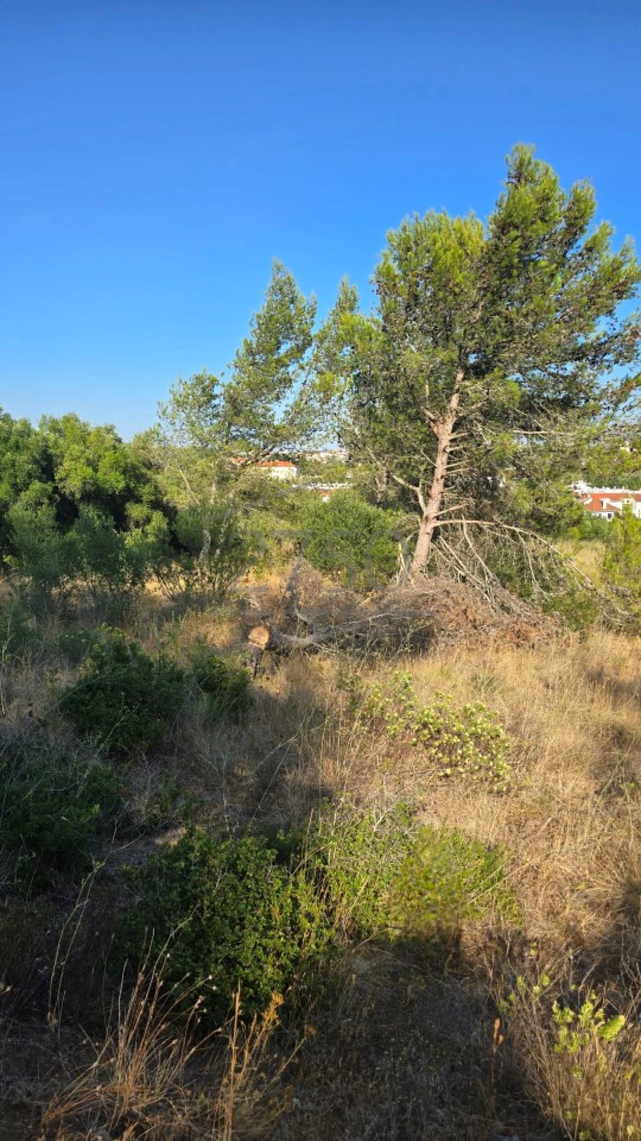 Terreno para Venda em Cascais e Estoril Foto 5