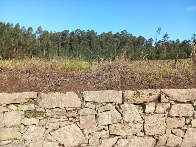 Terreno para Venda em Chorente, Góios, Courel, Pedra Furada e Gueral Foto 7
