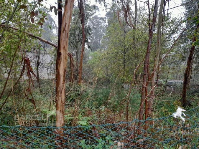 Terreno para Venda em Alvito (São Pedro e São Martinho) e Couto Foto 3