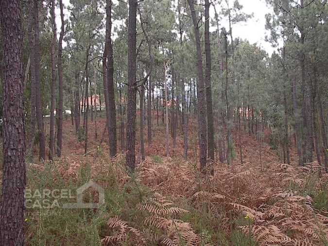 Terreno para Venda em Fragoso Foto 3