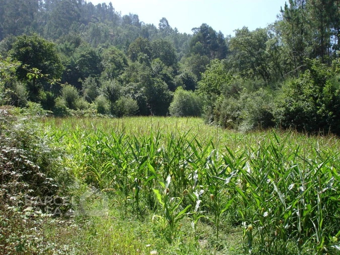 Terreno para Venda em Areias de Vilar e Encourados Foto 3