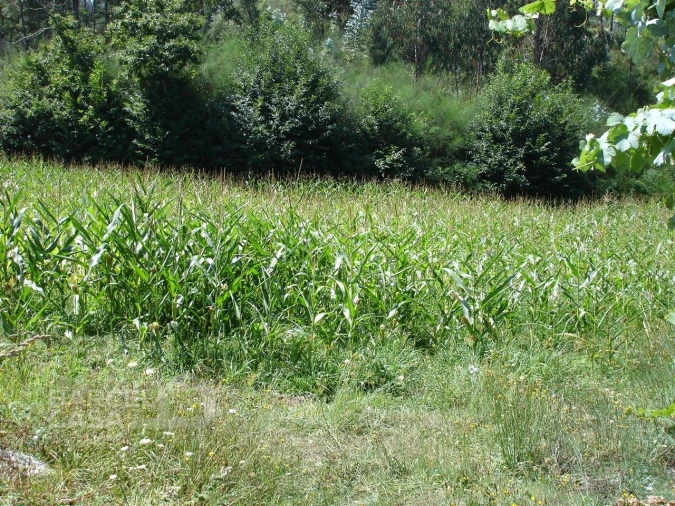 Terreno para Venda em Areias de Vilar e Encourados Foto 4