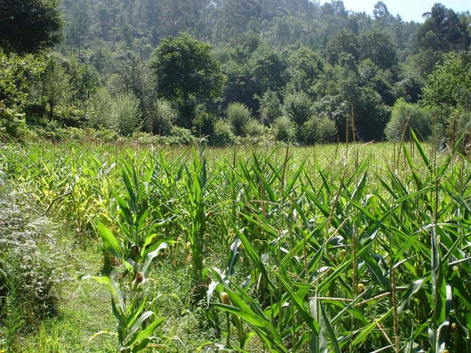 Terreno para Venda em Areias de Vilar e Encourados Foto 5