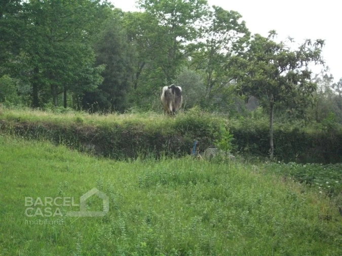 Terreno para Venda em Quintiães e Aguiar Foto 6