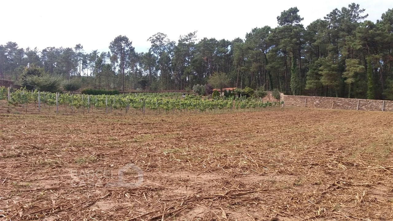 Terreno para Venda em Milhazes, Vilar de Figos e Faria Foto 5