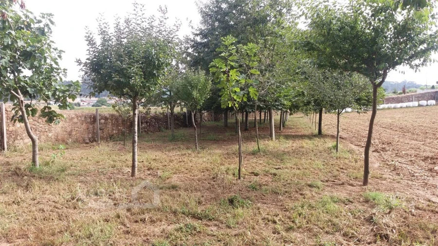 Terreno para Venda em Milhazes, Vilar de Figos e Faria Foto 4