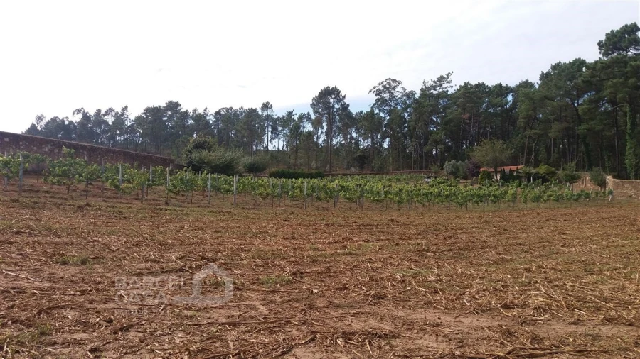 Terreno para Venda em Milhazes, Vilar de Figos e Faria Foto 6